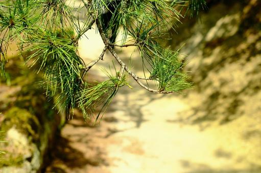 松島 松,小道,松島の写真素材