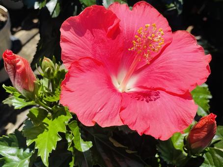 ハイビスカス、夏のまなざし ハイビスカス、夏のまなざし ハイビスカス,夏,花の写真素材