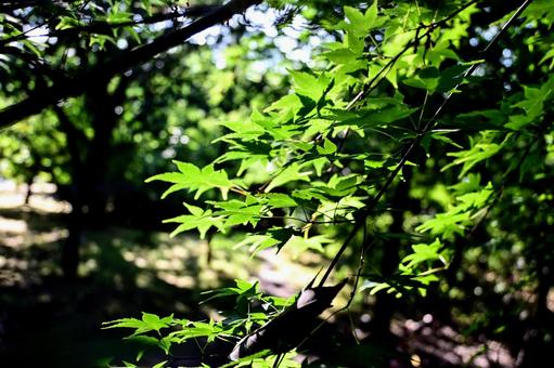 Summer sunlight filtering through the trees, fresh maple leaves, JPG Summer sunlight filtering through the trees, fresh maple leaves, JPG