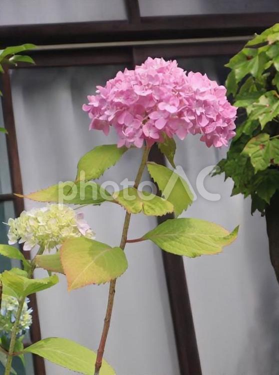 鎌倉時代から育てられた 花,フラワー,自然の写真素材