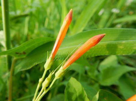 【花の写真】 マルバルコウソウの蕾 【花の写真】 マルバルコウソウの蕾 マルバルコウソウ,丸葉縷紅草,つぼみの写真素材