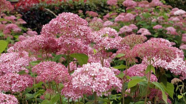 Hydrangea, JPG