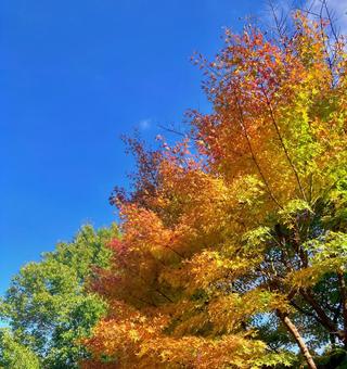 紅葉と青空 紅葉,もみじ,青空の写真素材