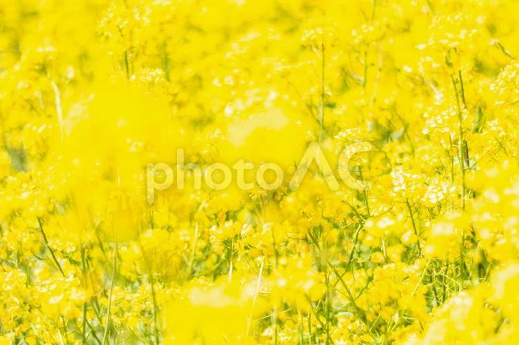 春の陽射しを浴びる菜の花２ 菜の花,花,菜の花畑の写真素材