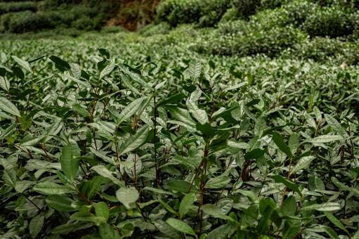 杭州・九溪 龍井茶 茶畑 九溪,龍井茶,茶畑の写真素材
