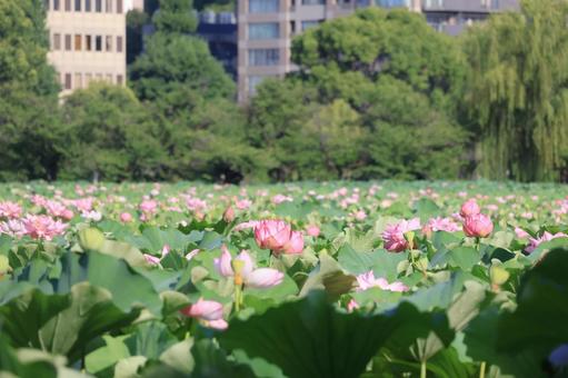 不忍池の蓮の花 上野の街並み 不忍池の蓮の花 上野の街並みの写真