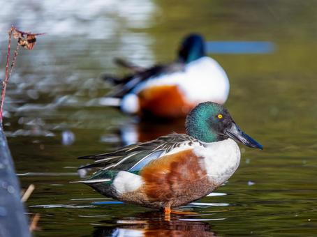 Northern Shoveler ducks swimming in a pond, JPG