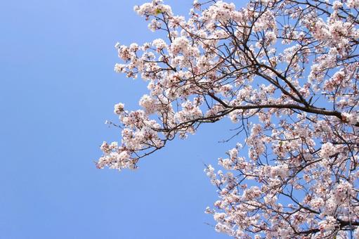桜 桜 桜,サクラ,花の写真素材