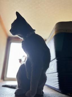 横向き猫のシルエット 横向き猫のシルエット シルエット,猫,横顔の写真素材