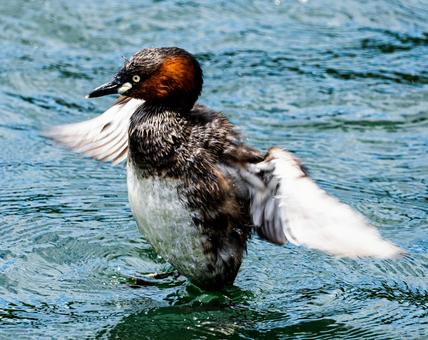 Photo, wild bird, bird, greaves, 