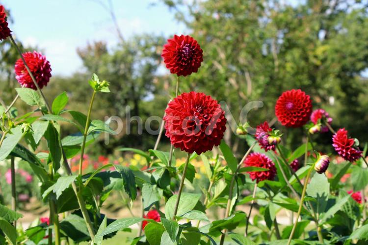 赤いダリア(山形県川西町) ダリア,ダリヤ,赤の写真素材