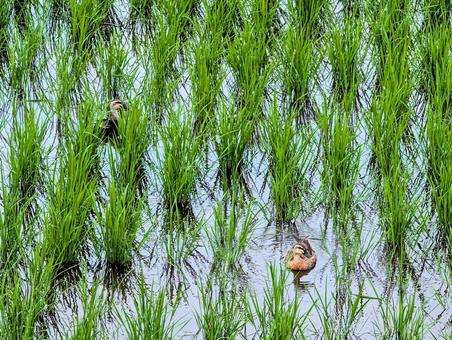 水田の鴨たち 水田の鴨たち 田,田んぼ,田植えの写真素材