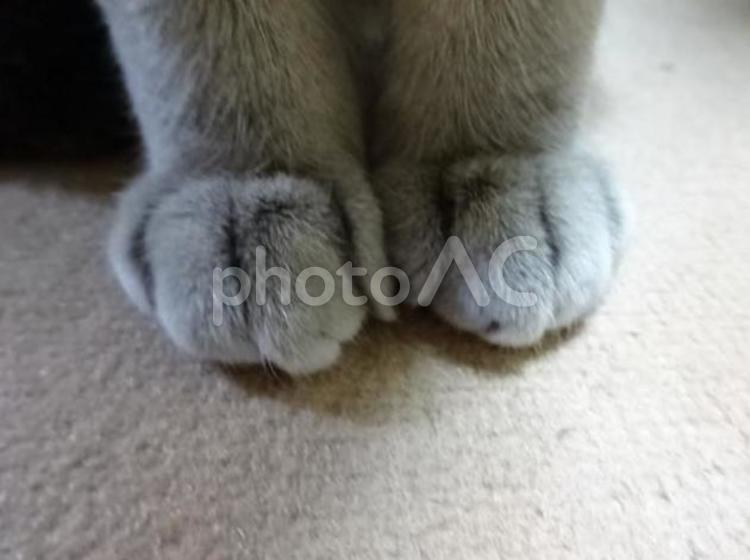 ねこの前足 猫,ネコ,前足の写真素材