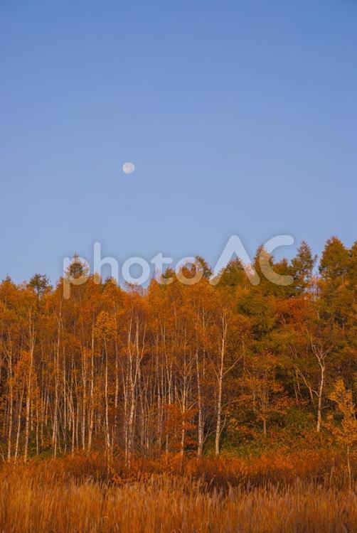赤く染まる白樺林 紅葉,白樺,林の写真素材