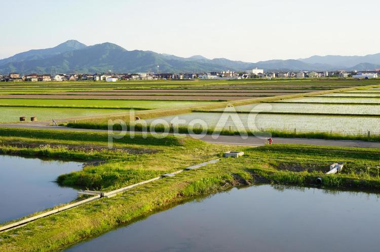 山形庄内の田園風景 水田,風景,山形の写真素材