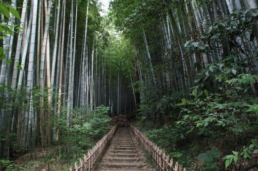 竹林に囲まれた道@ひよどり坂 竹林に囲まれた道@ひよどり坂 竹林,ひよどり坂,坂道の写真素材