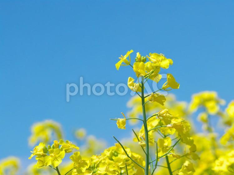 絶景の菜の花畑 菜の花,菜の花畑,花の写真素材