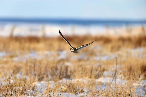 コミミズク コミミズクの写真