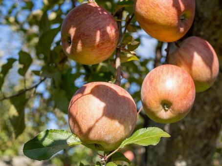 りんご りんご,りんご農家,りんご狩りの写真素材