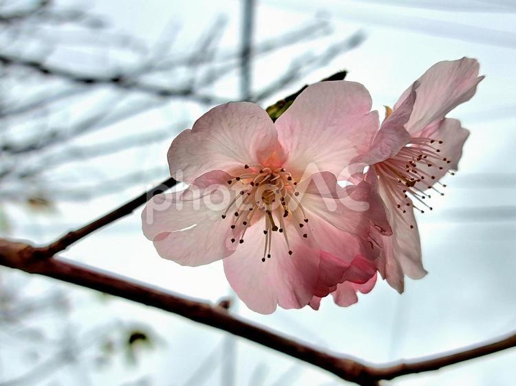 桜の花 桜,花,blossomの写真素材