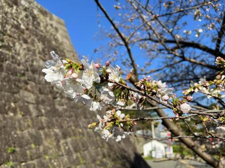 cherry blossoms, JPG