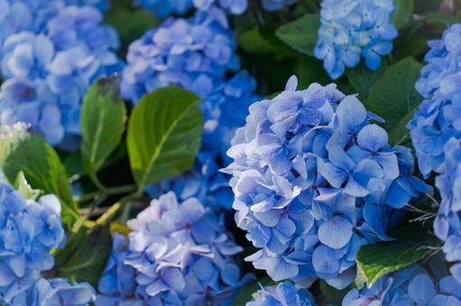 紫陽花_2の写真