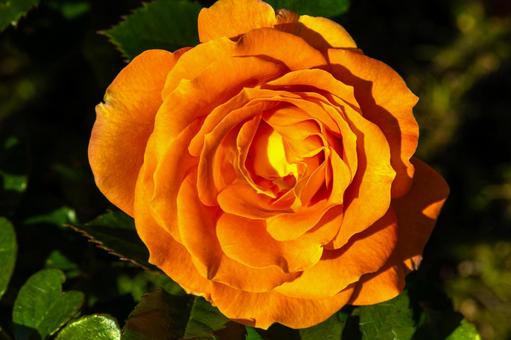 炎のように鮮やかなオレンジ色のバラ バラ,薔薇,オレンジの写真素材