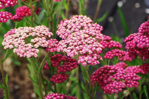 アキレア１ アキレア,植物,かわいいの写真素材