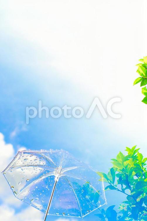 新緑と青空で雨が降る狐の嫁入り 雨,傘,緑の写真素材