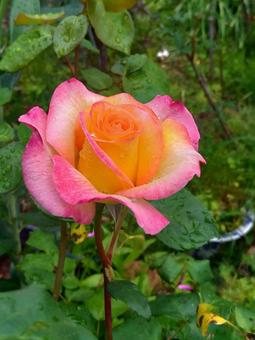 薔薇 薔薇の写真