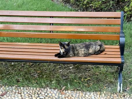 ベンチと猫 ベンチと猫の写真