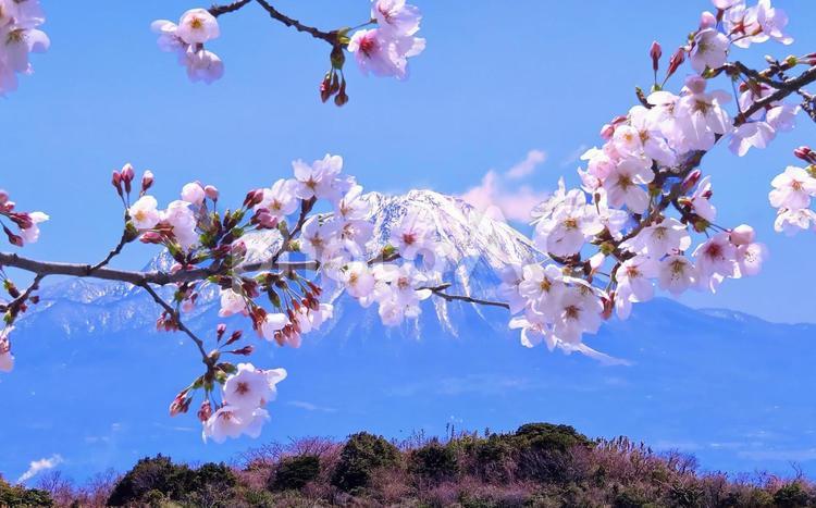 桜の花と大山遠景 桜,花,大山の写真素材