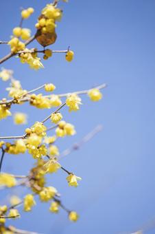 Winter plums shining against the blue sky, JPG