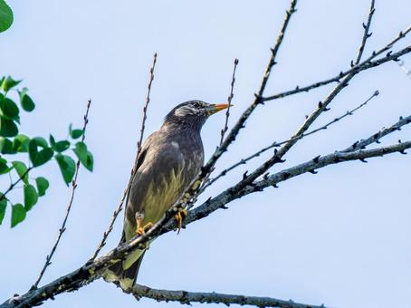 枝にとまるムクドリ 枝にとまるムクドリ ムクドリ,椋鳥,野鳥の写真素材