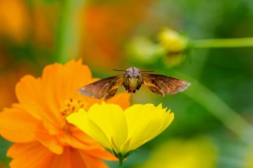 ヒメクロホウジャク(21)の写真