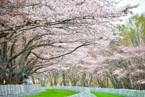 桜並木道３ blossoms,cherry,ofの写真素材