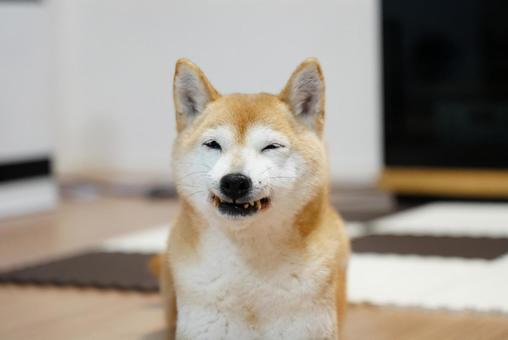 柴犬 柴犬の写真