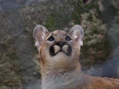 見上げるネコ ピューマ,クーガー,動物の写真素材