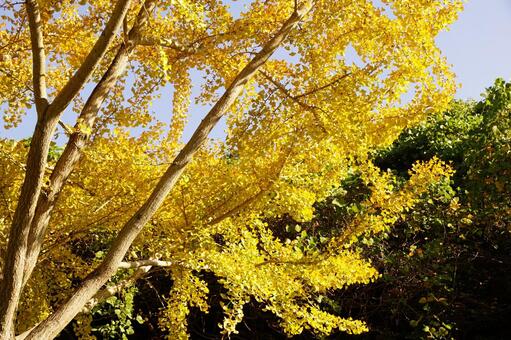黄葉したイチョウの木 イチョウ,木,ギンナンの写真素材