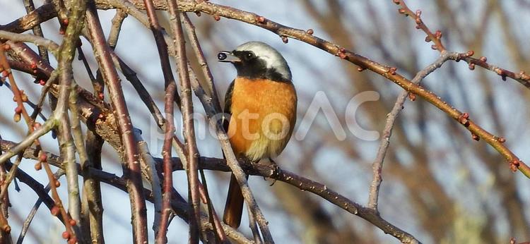 実を咥えたジョウビタキ ジョウビタキ,じょうびたき,野鳥の写真素材