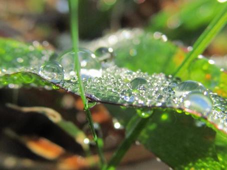 水滴と緑の葉と朝日Water drops 水滴と緑の葉と朝日Water dropsの写真