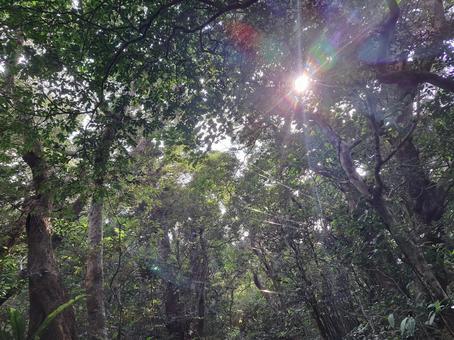 奄美の森の中　光り 森,山,自然の写真素材