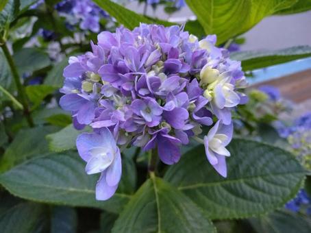 Hydrangea 343, JPG