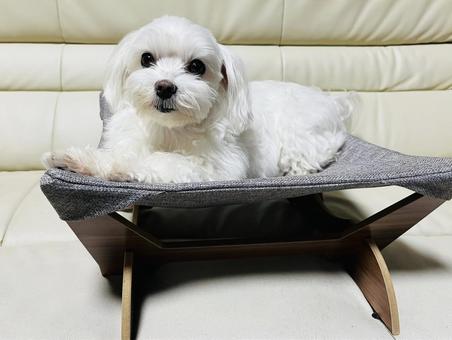 ペット用ハンモックベッド ペット用ハンモックベッド 犬,ペットベッド,ハンモックベッドの写真素材
