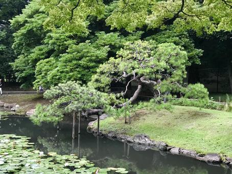 小石川後楽園内庭、池と松 小石川後楽園内庭、池と松の写真