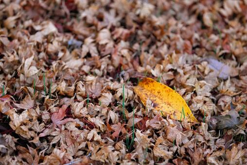 落ち葉 落ち葉の写真