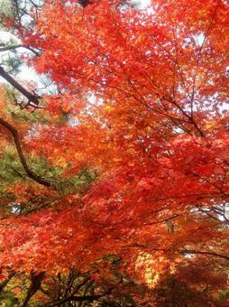 紅葉 紅葉の写真
