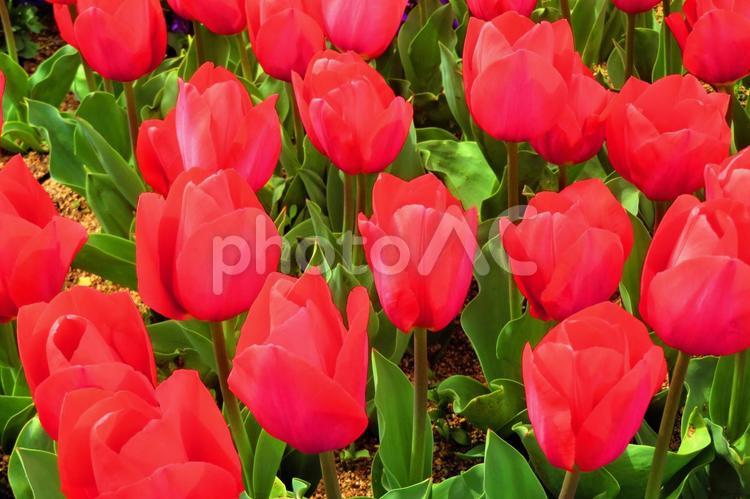 ４月上旬の街路のチューリップの花 背景,チューリップ,花の写真素材