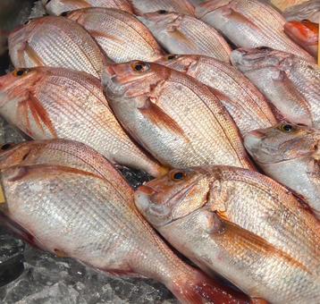 鯛 魚 鯛 魚 の写真