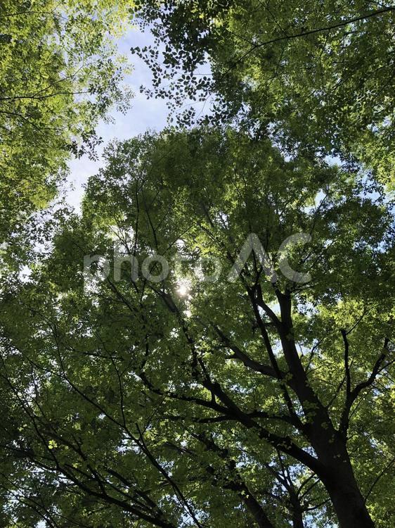 新緑の木漏れ日（３） 新緑,木漏れ日,木陰の写真素材